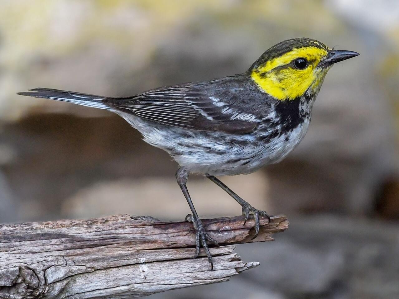 Golden Cheeked Warbler